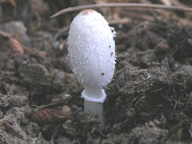 e meno male che c'' l''orto